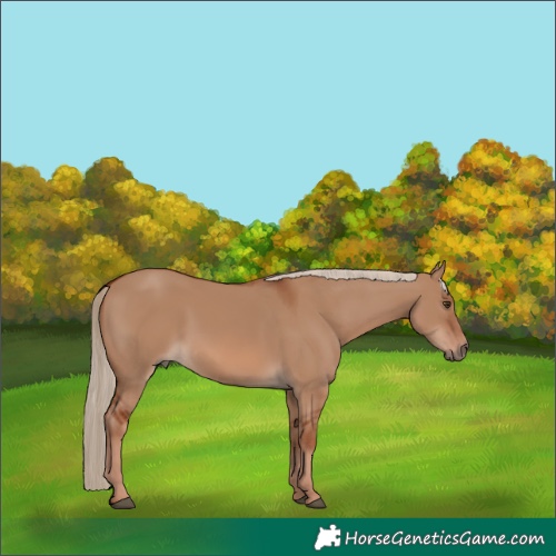 Horse Color:Red Dun