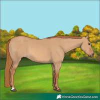 Horse Color:Red Dun 
