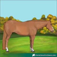 Horse Color:Chestnut 