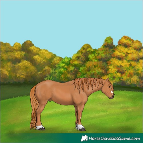 Horse Color:Chestnut 