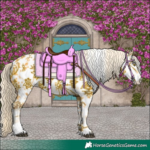 Horse Color:Palomino Frame Appaloosa and Palomino Frame Appaloosa