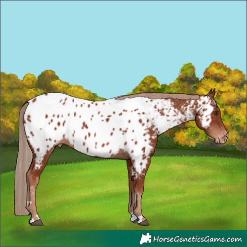 Horse Color:Chestnut Appaloosa