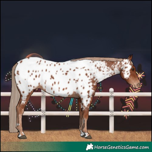 Horse Color:Chestnut Near Leopard 