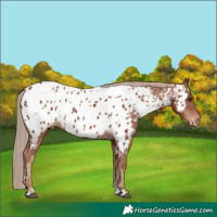Horse Color:Chestnut Appaloosa 