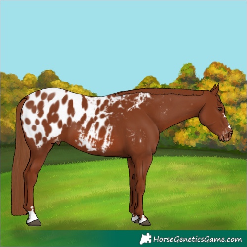 Horse Color:Chestnut Appaloosa 