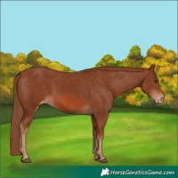 Horse Color:Chestnut Appaloosa