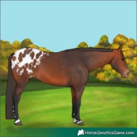 Horse Color:Bay Blanket 
