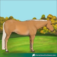 Horse Color:Palomino