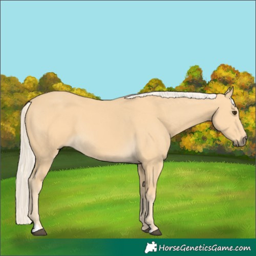 Horse Color:Palomino