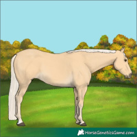 Horse Color:Palomino