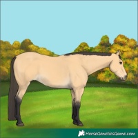 Horse Color:Buckskin 