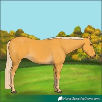 Horse Color:Palomino 
