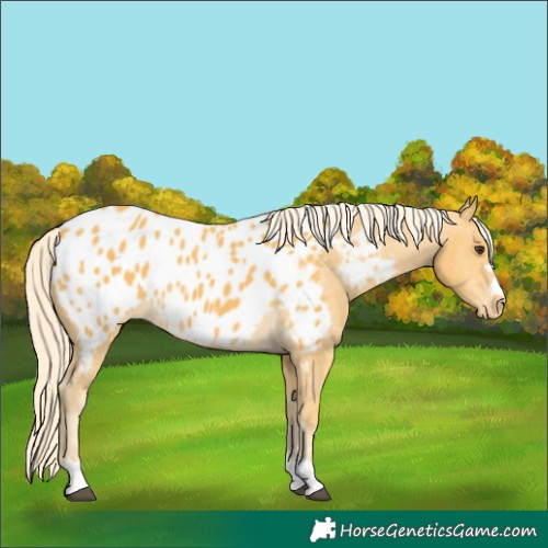 Horse Color:Palomino Appaloosa 