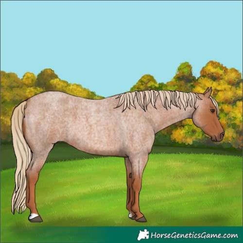 Horse Color:Red Roan 