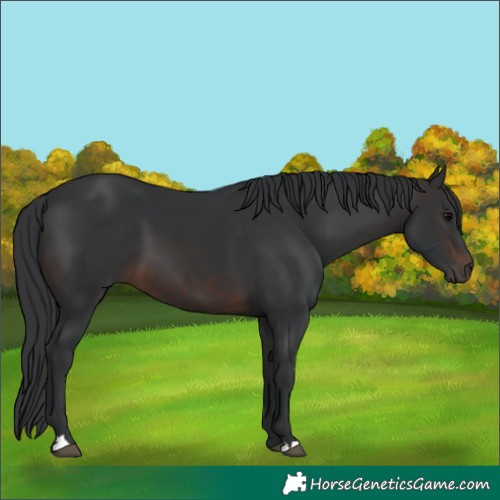 Horse Color:Brown 