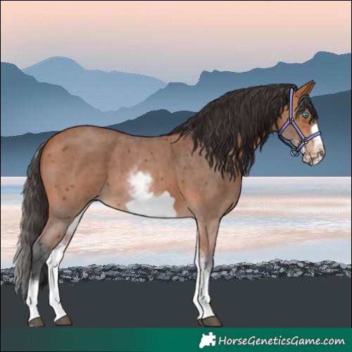 Horse Color:White Spotted Bay Sabino Frame 