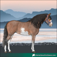 Horse Color:White Spotted Bay Sabino Frame