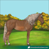 Horse Color:Chocolate Palomino