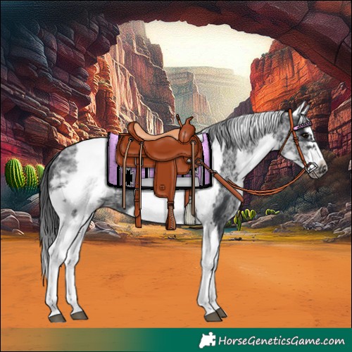 Horse Color:White Spotted Black Splash Tobiano Frame Appaloosa