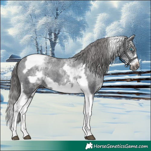 Horse Color:White Spotted Black Splash Tobiano Frame Appaloosa 