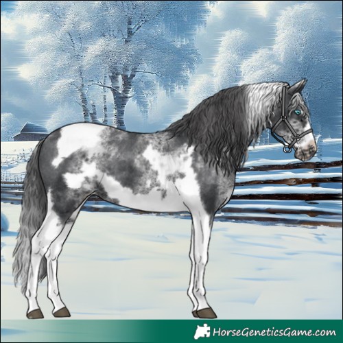 Horse Color:White Spotted Black Splash Tobiano Frame Appaloosa 