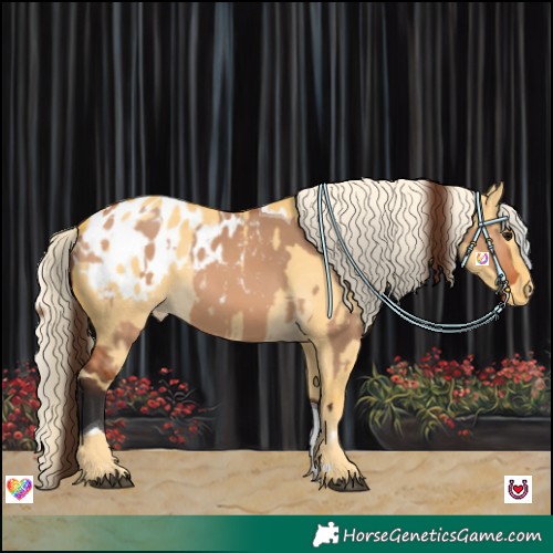 Horse Color:Bay Dun Tobiano Appaloosa  and Palomino Dun Appaloosa 