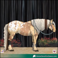 Horse Color:Bay Dun Tobiano Appaloosa and Palomino Dun Appaloosa