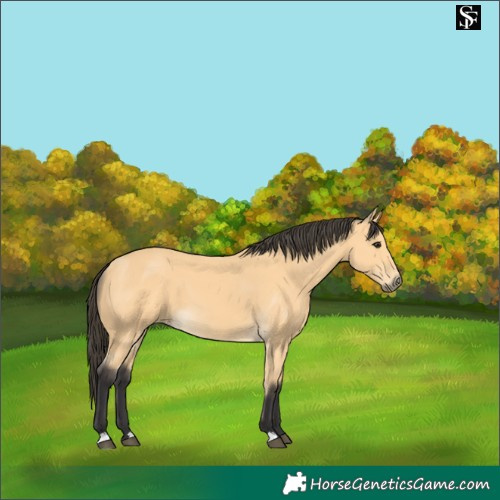 Horse Color:Buckskin 