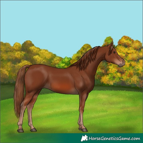 Horse Color:Chestnut Rabicano 