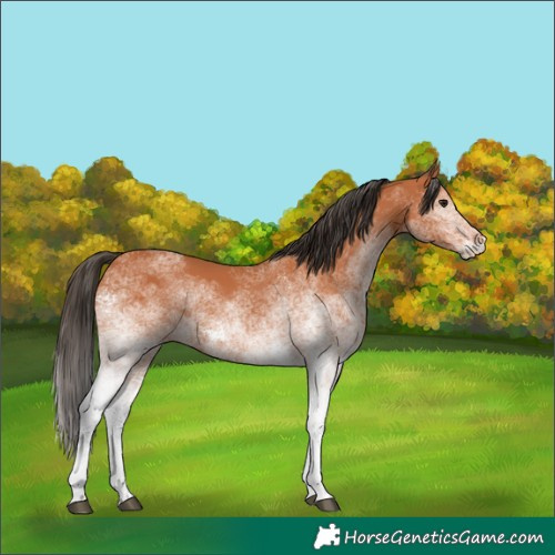 Horse Color:White Spotted Bay 