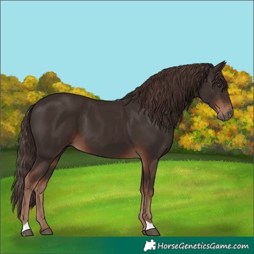 Horse Color:Unknown 