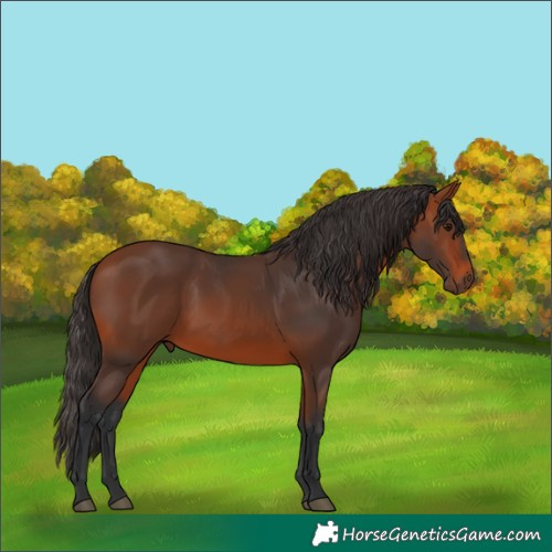 Horse Color:Unknown 