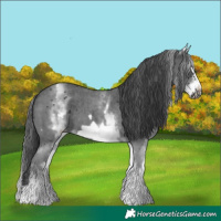Horse Color:White Spotted Black Sabino Frame Rabicano