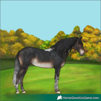 Horse Color:Brown Tobiano 