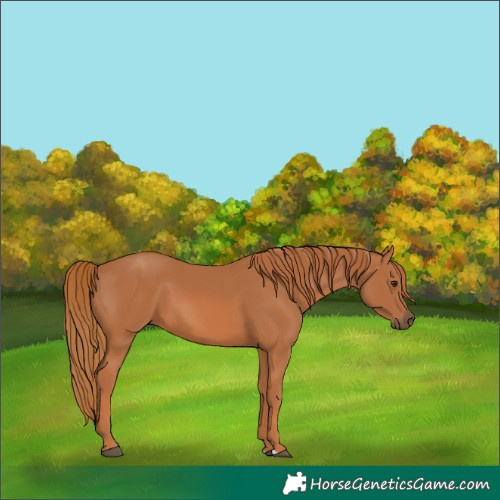Horse Color:Chestnut 