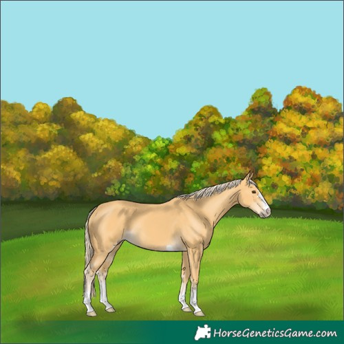 Horse Color:Palomino