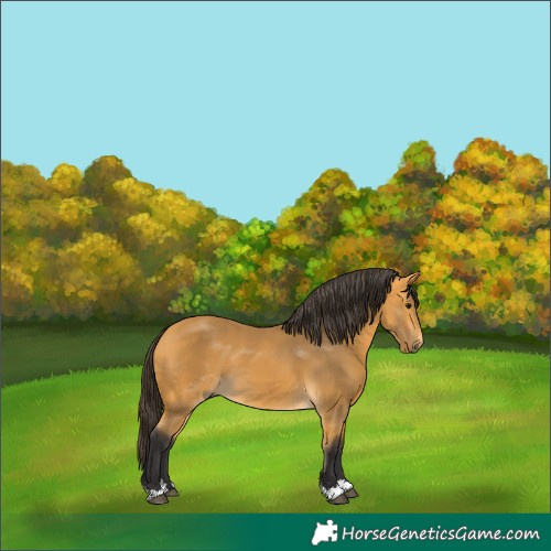 Horse Color:Buckskin 