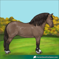 Horse Color:Liver Red Dun Rabicano 