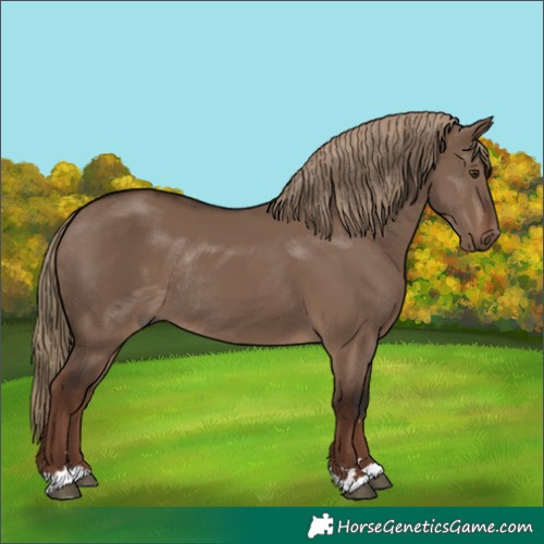 Horse Color:Liver Red Dun Rabicano 