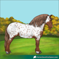 Horse Color:Chestnut Appaloosa 