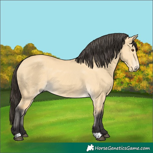Horse Color:Buckskin Dun 