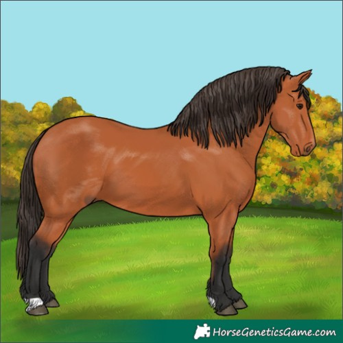 Horse Color:Bay 
