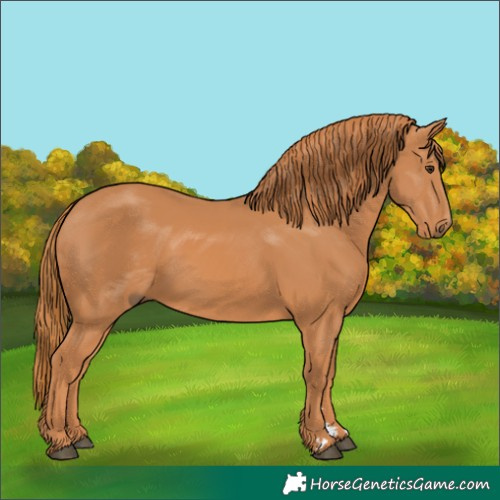 Horse Color:Chestnut 