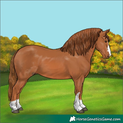 Horse Color:Chestnut 