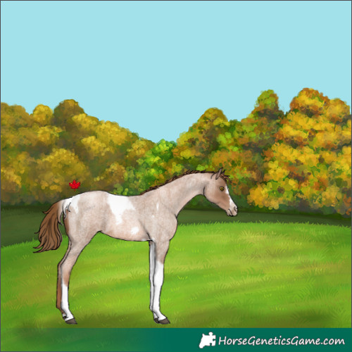Horse Color:Liver Red Roan Pearl Tobiano Frame 