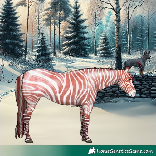 Horse Color:Bay Roan Appaloosa