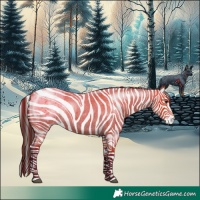 Horse Color:Bay Roan Appaloosa 