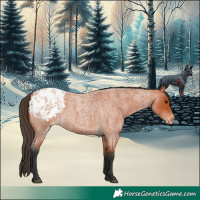 Horse Color:Bay Roan Appaloosa 
