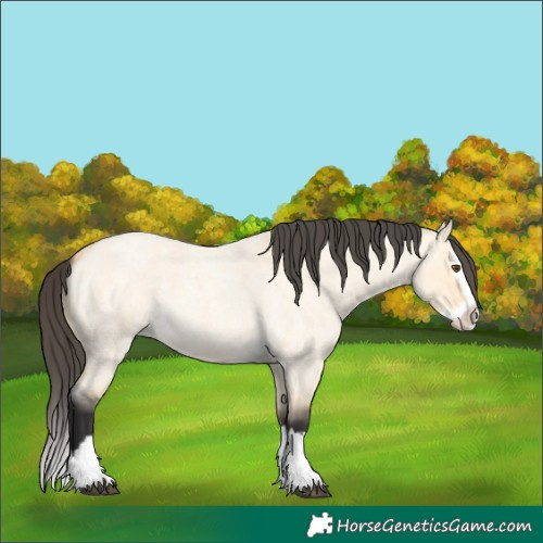 Horse Color:Buckskin Roan Dun Splash 