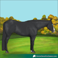Horse Color:Black Splash